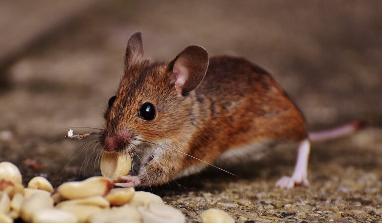 How To Deal With A Pest Infestation In Your Rental Property?